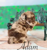 Adam, a male Cockapoo for sale in Moulton, IA – Photo 3 of 4