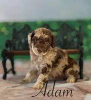 Adam, a male Cockapoo for sale in Moulton, IA – Photo 4 of 4