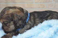 Johnson, a male Cocker Spaniel for sale in Moulton, IA – Photo 5 of 9