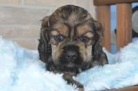 Johnson, a male Cocker Spaniel for sale in Moulton, IA – Photo 8 of 9