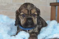 Johnson, a male Cocker Spaniel for sale in Moulton, IA – Photo 6 of 9