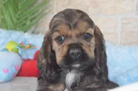 Johnson, a male Cocker Spaniel for sale in Moulton, IA – Photo 1 of 9
