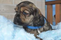 Johnson, a male Cocker Spaniel for sale in Moulton, IA – Photo 4 of 9