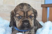 Johnson, a male Cocker Spaniel for sale in Moulton, IA – Photo 7 of 9