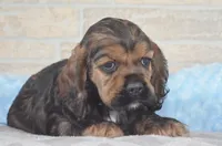 Johnson, a male Cocker Spaniel for sale in Moulton, IA – Photo 9 of 9