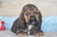 Johnson, a male Cocker Spaniel for sale in Moulton, IA – Photo 2 of 9