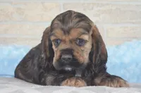 Johnson, a male Cocker Spaniel for sale in Moulton, IA – Photo 3 of 9