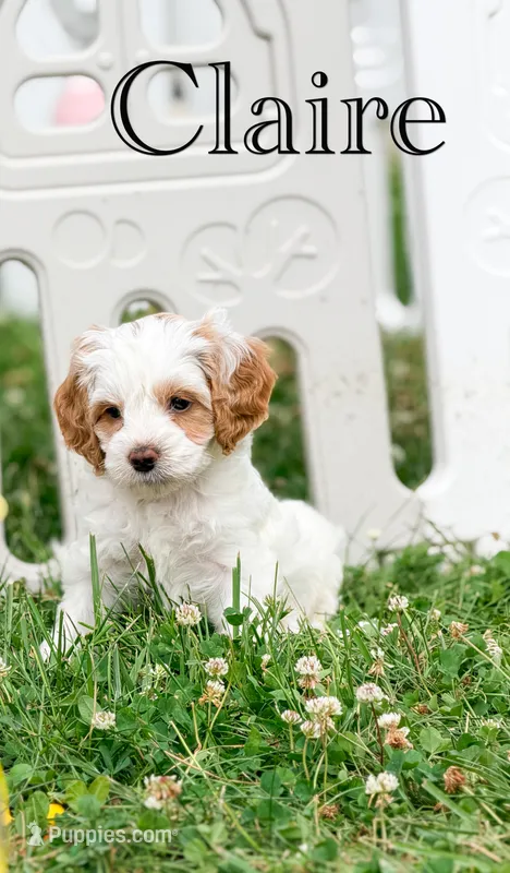 Janette  – Cockapoo puppy for sale in Moulton, IA