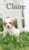 Janette , a female Cockapoo for sale in Moulton, IA – 2 of 8
