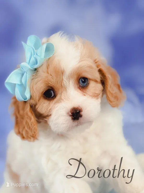 Dorothy  – Cavapoo puppy for sale in Moulton, IA