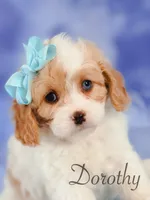 Dorothy , a female Cavapoo for sale in Moulton, IA – 1 of 5