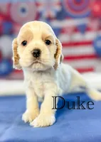 Duke , a male Cocker Spaniel for sale in Moulton, IA – 5 of 6