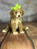 Luna, a female Cavapoo for sale in Moulton, IA – Photo 2 of 5