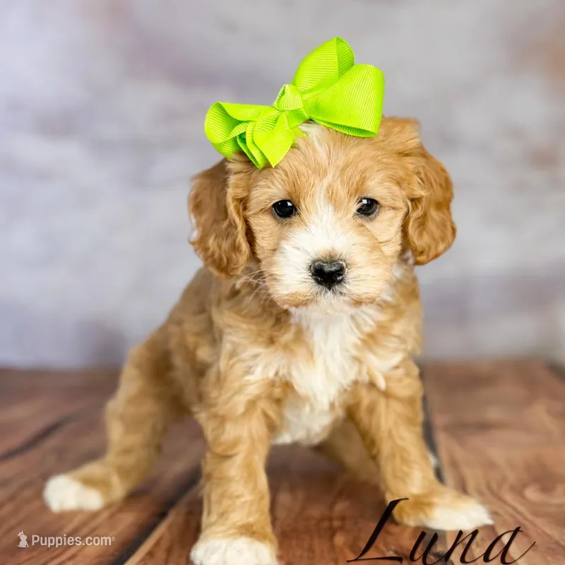 Luna – Cavapoo puppy for sale in Moulton, IA