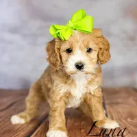 Luna, a female Cavapoo for sale in Moulton, IA – Photo 1 of 5