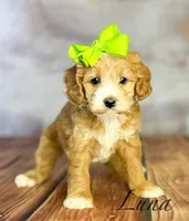 Luna, a female Cavapoo for sale in Moulton, IA – Photo 4 of 5