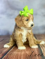 Luna, a female Cavapoo for sale in Moulton, IA – Photo 3 of 5