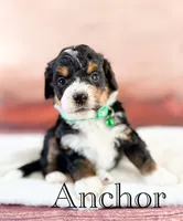Anchor, a male Miniature Bernedoodle for sale in Moulton, IA – 1 of 5