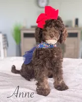 Anna, a female Cockapoo for sale in Moulton, IA – 2 of 4