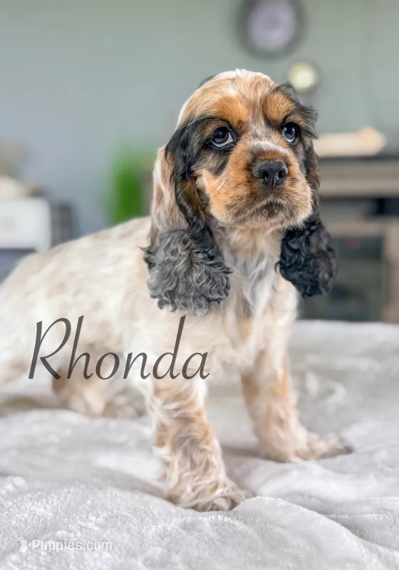 Rhonda – Cocker Spaniel puppy for sale in Moulton, IA