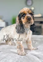 Rhonda, a female Cocker Spaniel for sale in Moulton, IA – 1 of 7