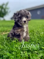 Jasper, a male Cavapoo for sale in Moulton, IA – Photo 7 of 7