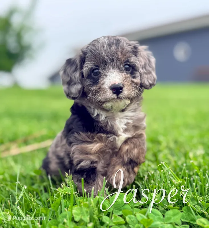 Jasper – Cavapoo puppy for sale in Moulton, IA