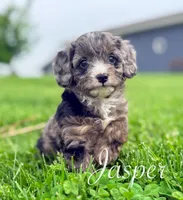 Jasper, a male Cavapoo for sale in Moulton, IA – Photo 1 of 7