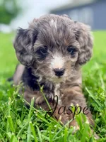 Jasper, a male Cavapoo for sale in Moulton, IA – Photo 3 of 7