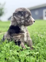 Jasper, a male Cavapoo for sale in Moulton, IA – Photo 4 of 7
