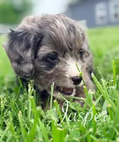 Jasper, a male Cavapoo for sale in Moulton, IA – Photo 2 of 7