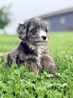 Jasper, a male Cavapoo for sale in Moulton, IA – Photo 5 of 7