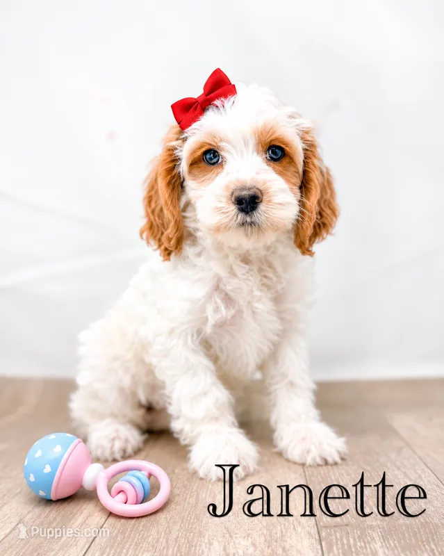 Janette  – Cockapoo puppy for sale in Moulton, IA