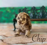 Chip, a male Cockapoo for sale in Moulton, IA – Photo 2 of 5