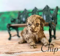 Chip, a male Cockapoo for sale in Moulton, IA – Photo 3 of 5