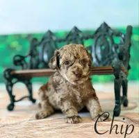 Chip, a male Cockapoo for sale in Moulton, IA – Photo 4 of 5