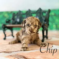 Chip, a male Cockapoo for sale in Moulton, IA – Photo 1 of 5