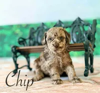 Chip, a male Cockapoo for sale in Moulton, IA – Photo 5 of 5