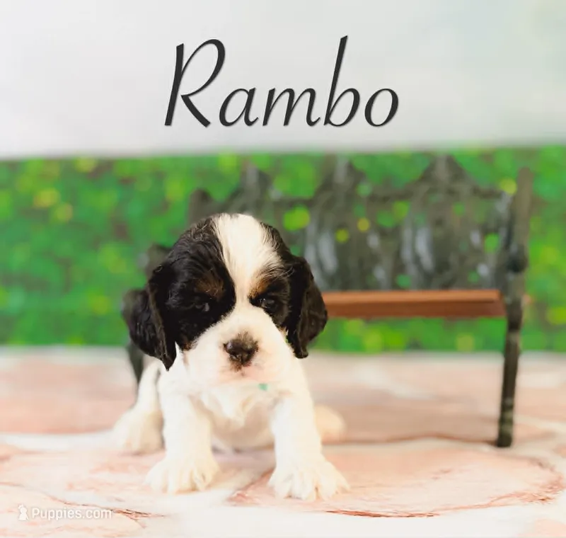 Rambo – Cocker Spaniel puppy for sale in Moulton, IA