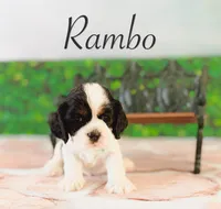 Rambo, a male Cocker Spaniel for sale in Moulton, IA – Photo 1 of 3
