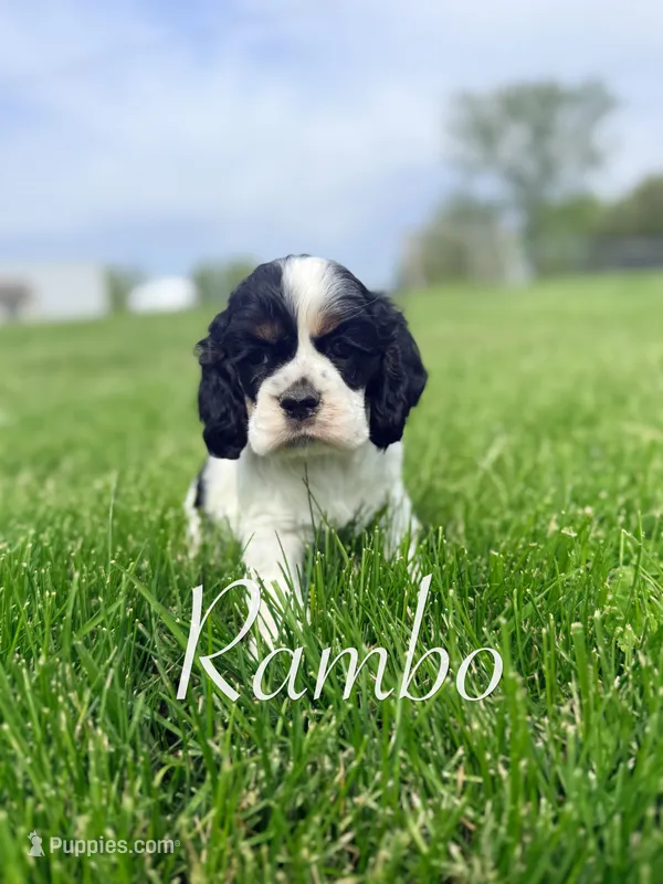 Rambo – Cocker Spaniel puppy for sale in Moulton, IA