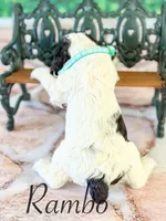 Rambo, a male Cocker Spaniel for sale in Moulton, IA – Photo 2 of 3