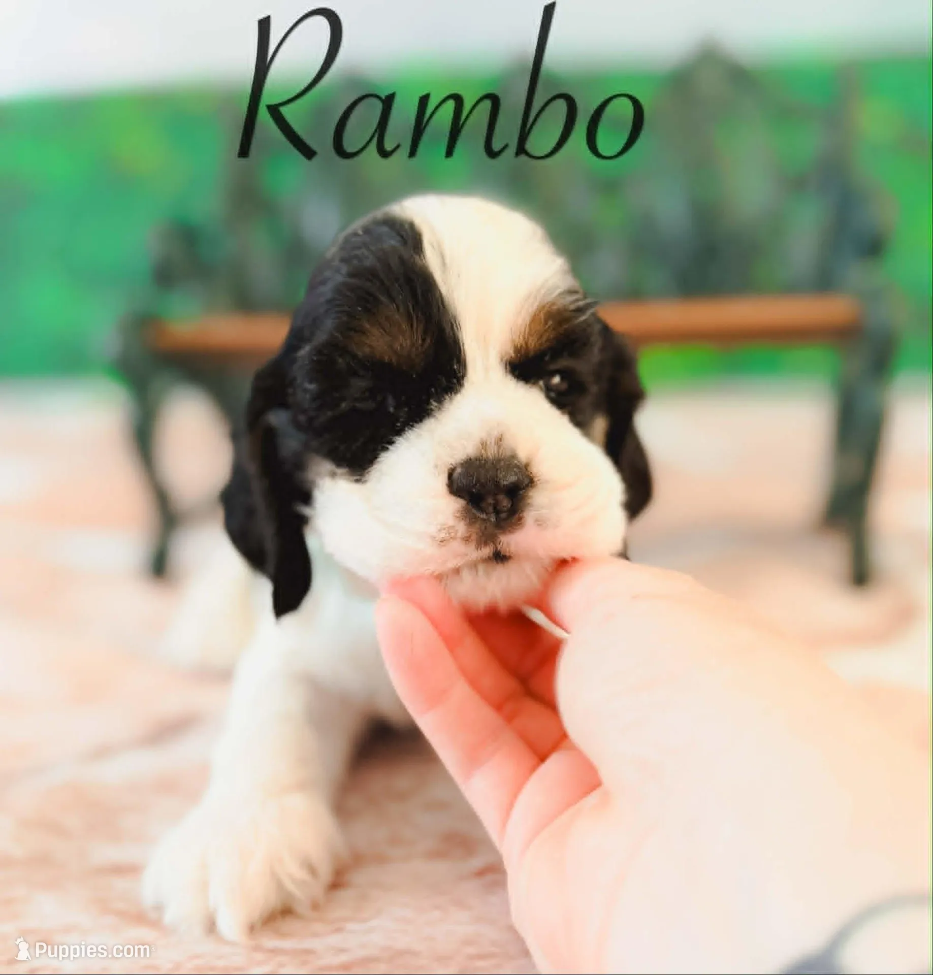 Rambo, a male Cocker Spaniel for sale in Moulton, IA – Photo 3 of 3