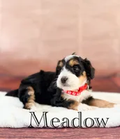 Meadow, a female Miniature Bernedoodle for sale in Moulton, IA – 2 of 4