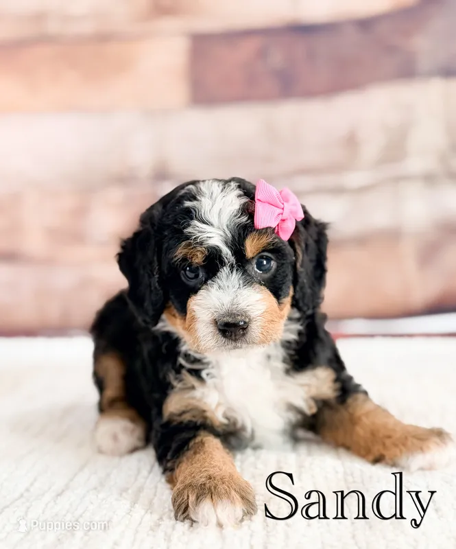 Sandy – Miniature Bernedoodle puppy for sale in Moulton, IA