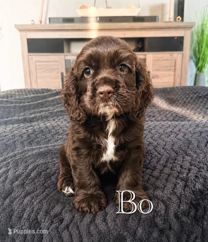 Bo – Cocker Spaniel puppy for sale in Moulton, IA