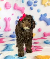 Anna, a female Cockapoo for sale in Moulton, IA – 5 of 8