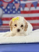 Eleanor, a female Cockapoo for sale in Moulton, IA – 5 of 6