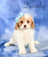 Dorothy , a female Cavapoo for sale in Moulton, IA – 2 of 5