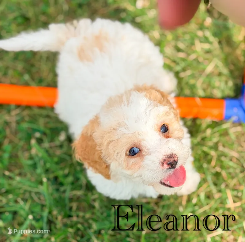 Eleanor – Cockapoo puppy for sale in Moulton, IA